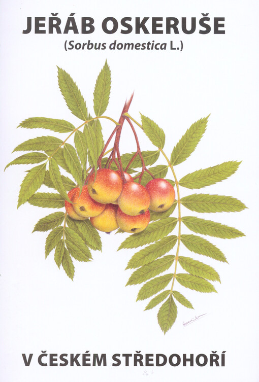 Jeřáb oskeruše (Sorbus domestica L.) v Českém středohoří