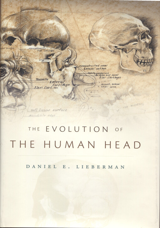 The evolution of the human head