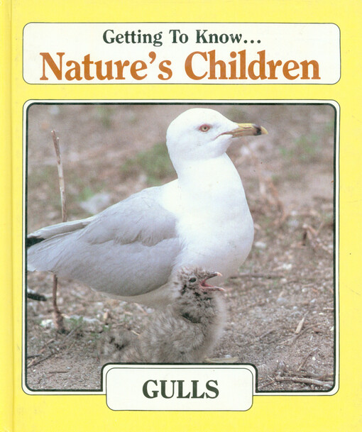 Gulls
