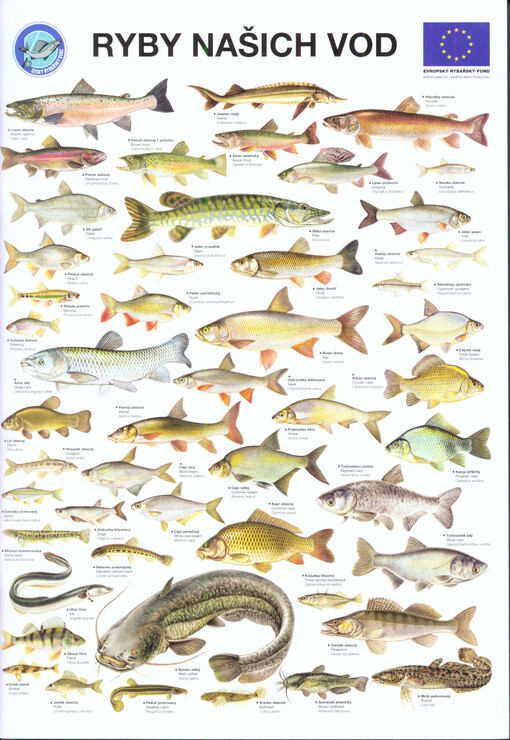 Ryby našich vod