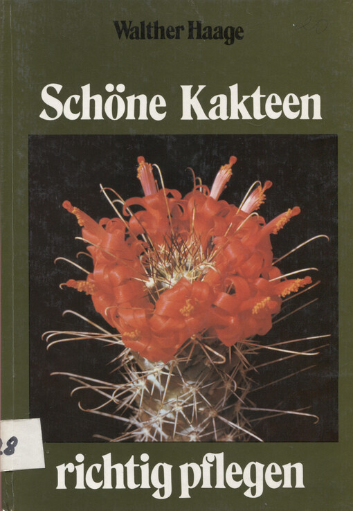 Schöne Kakteen richtig pflegen