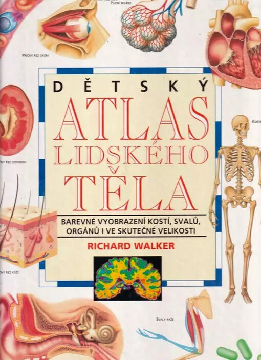 Dětský atlas lidského těla : barevné vyobrazení kostí, svalů, orgánů i ve skutečné velikosti