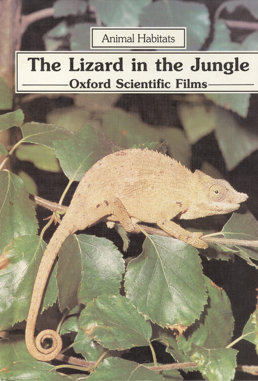 The lizard in the jungle