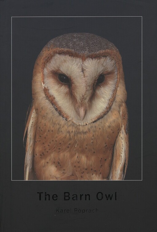 Barn Owl