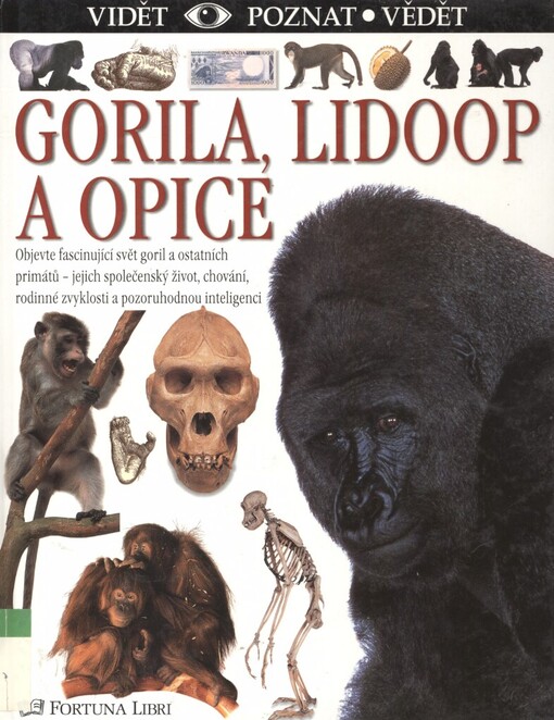 Gorila, lidoop a opice