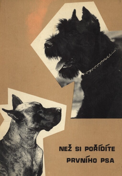 Než si pořídíte prvního psa