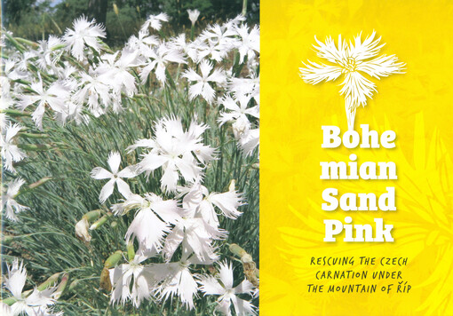 Bohemian Sand Pink : rescuing the Czech carnation under the mountain of Říp