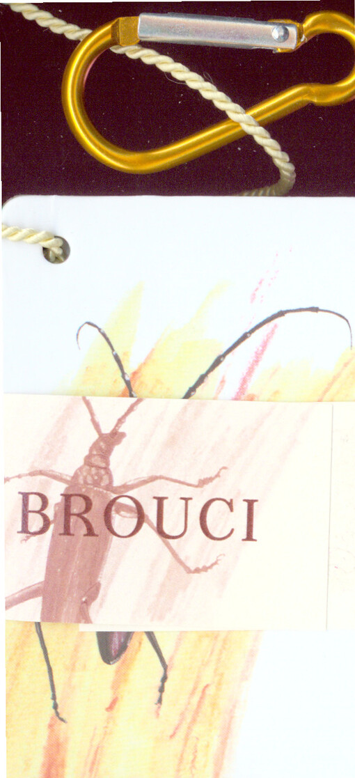 Brouci