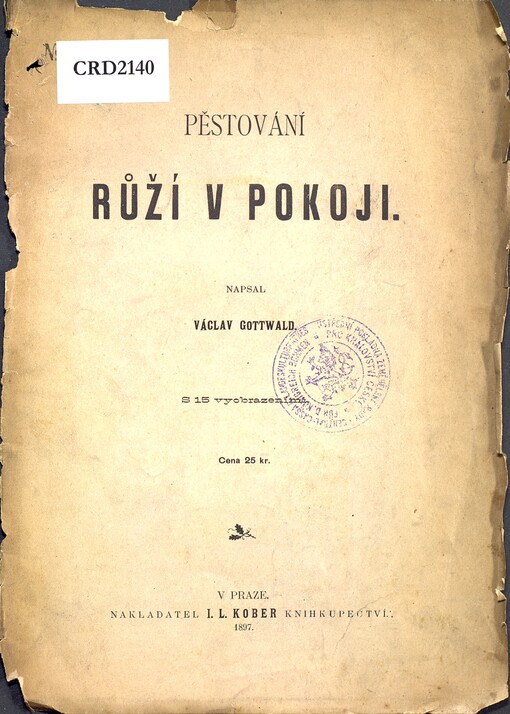 Pěstování růží v pokoji