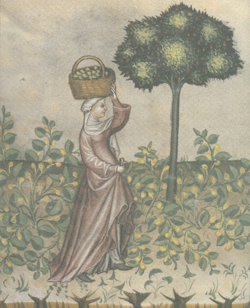 Zahrada slov : ad honorem Zuzana Silagiová