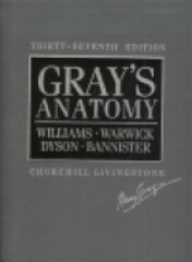 Gray's anatomy