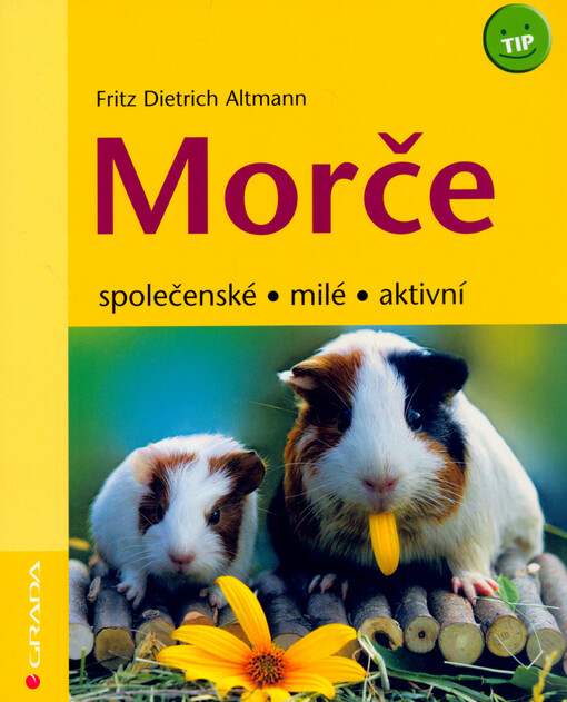 Morče : společenské, milé, aktivní