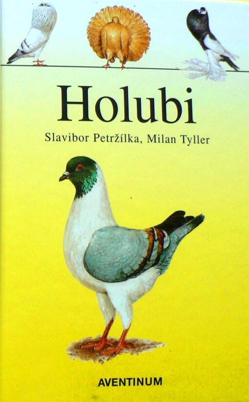 Holubi