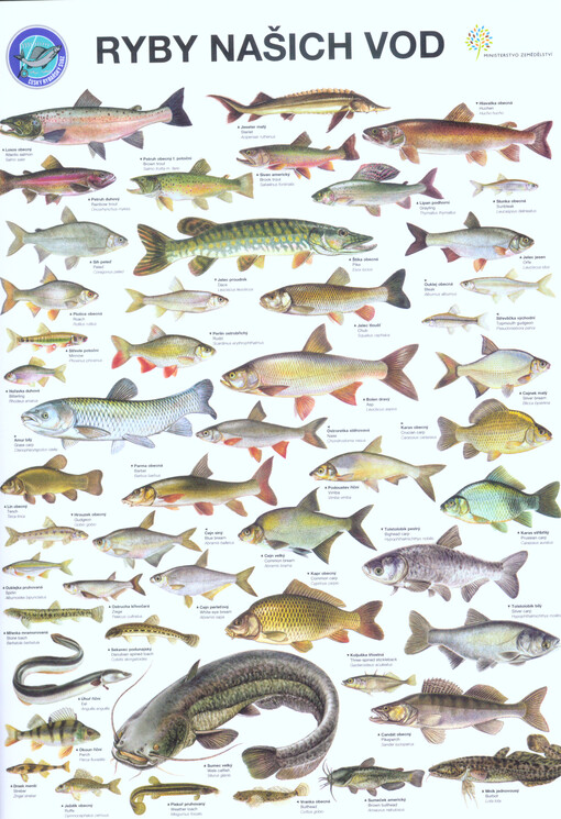 Ryby našich vod