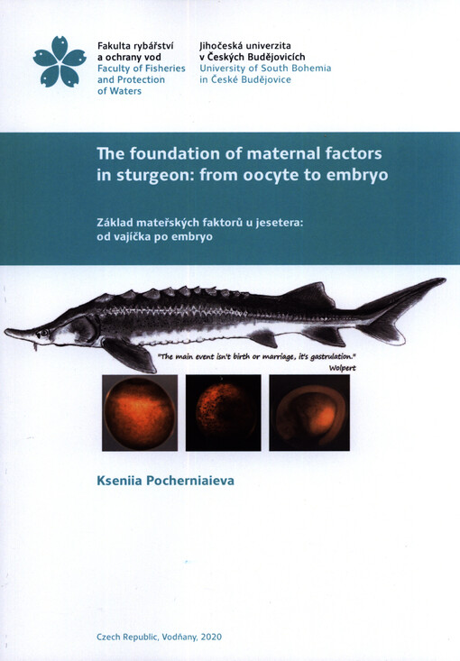 The foundation of maternal factors in sturgeon - from oocyte to embryo = Základ mateřských faktorů u jesetera - od vajíčka po embryo
