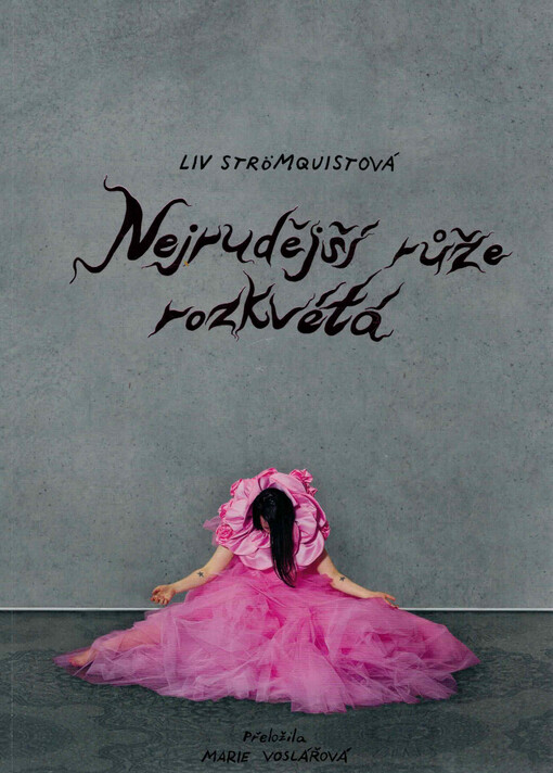 Nejrudější růže rozkvétá