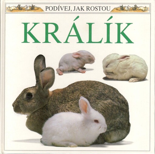 Králík