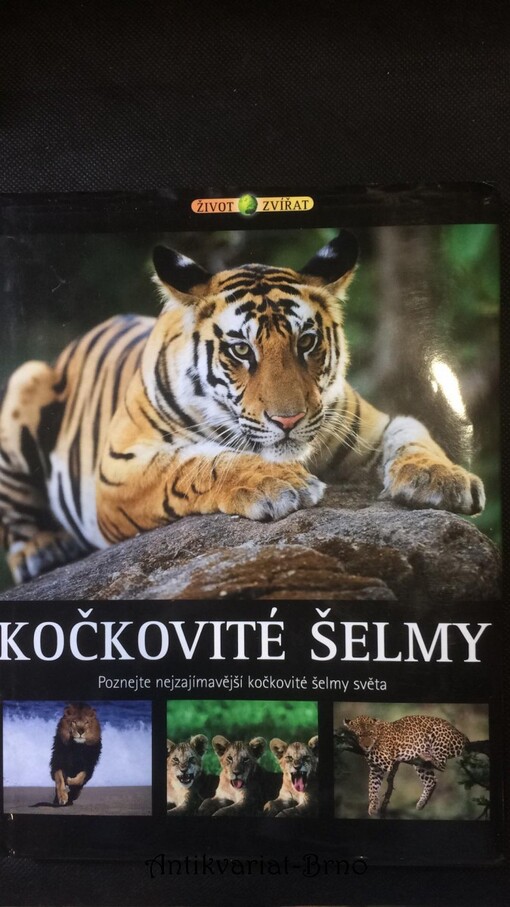 Kočkovité šelmy: poznejte nejzajímavější kočkovité šelmy světa