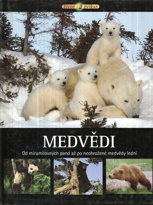 Medvědi: od mírumilovných pand až po neohrožené medvědy lední