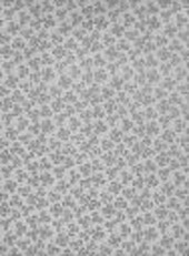 Čechy na úsvitě dějin.