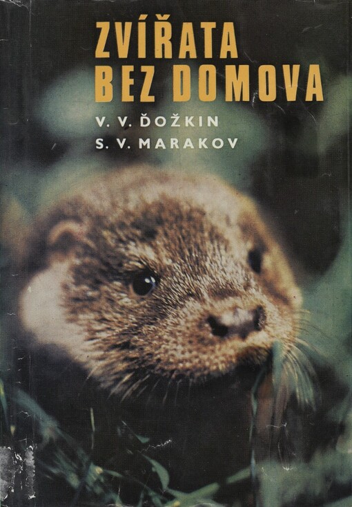 Zvířata bez domova
