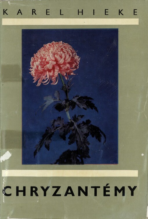 Chryzantémy