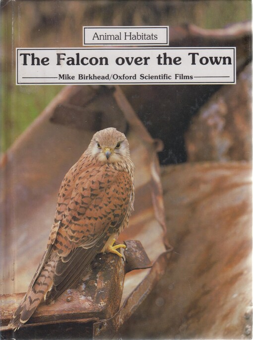 The falcon over the town (Animal habitats)