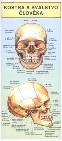 Kostra a svalstvo člověka