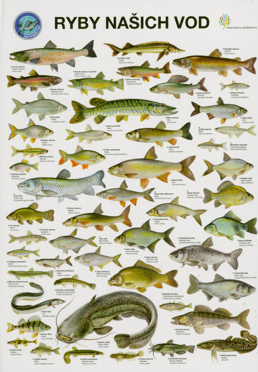 Ryby našich vod