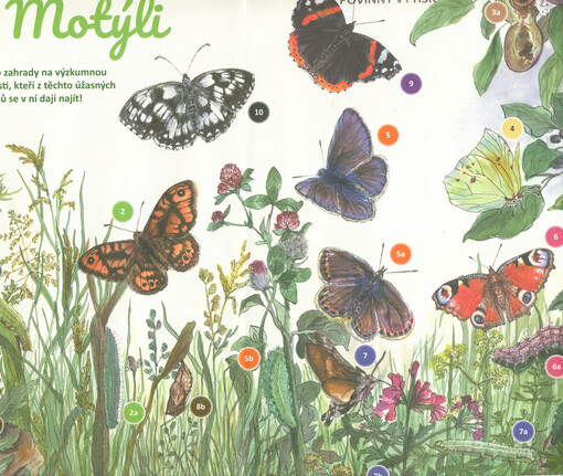 Motýli