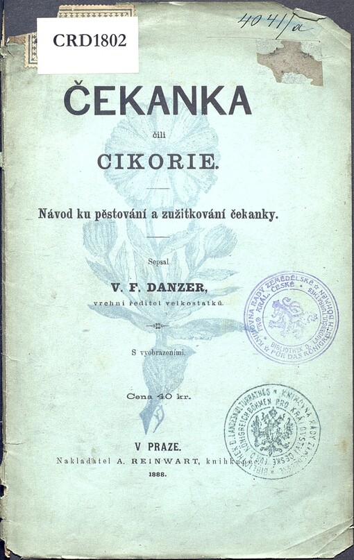 Čekanka čili cikorie: návod ku pěstování a zužitkování čekanky