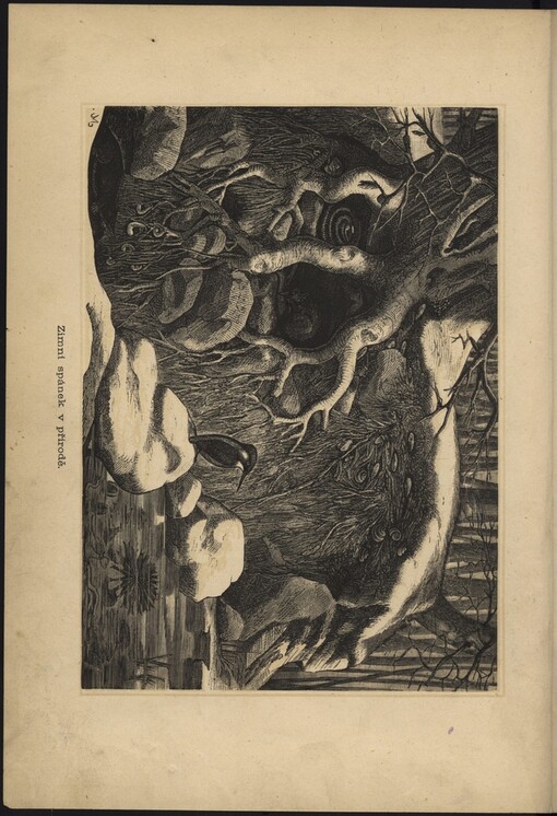 Veselé prázdniny: přírodovědecké obrázky z českých luhů a lesů