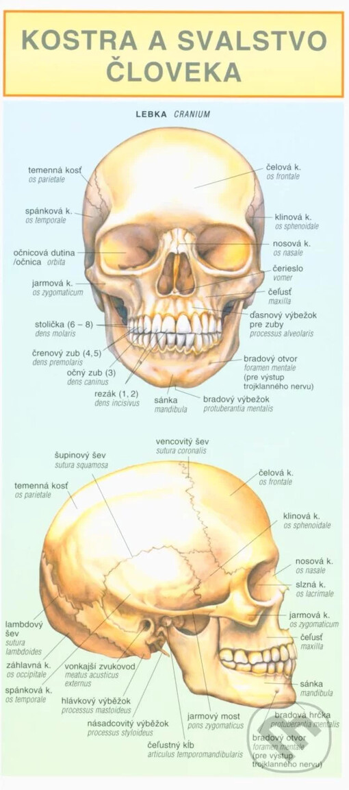 Kostra a svalstvo človeka