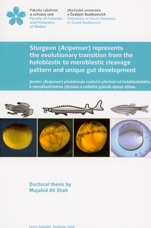 Sturgeon (Acipenser) represents the evolutionary transition from the holoblastic to meroblastic cleavage pattern and unique gut development = Jeseter (Acipenser) představuje evoluční přechod od holoblastického k meroblastickému rýhování a unikátní způsob vývoje střeva : doctoral thesis