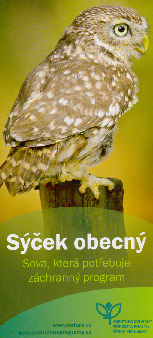 Sýček obecný : sova, která potřebuje záchranný program