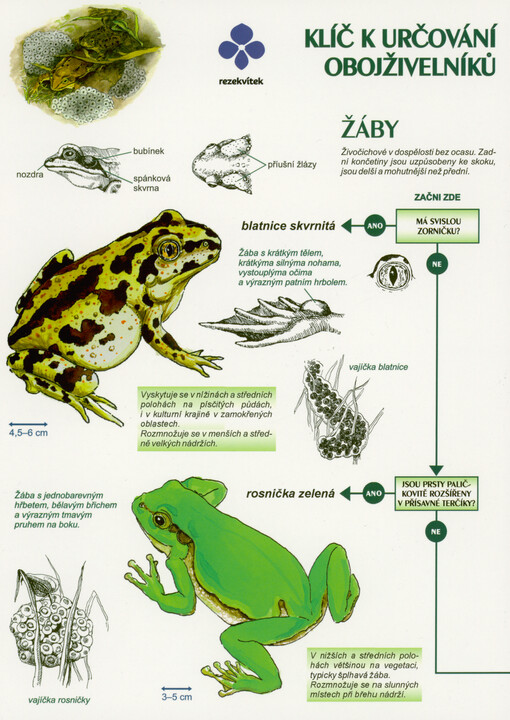 Klíč k určování obojživelníků