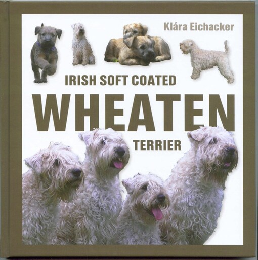 Irish soft coated wheaten terrier
