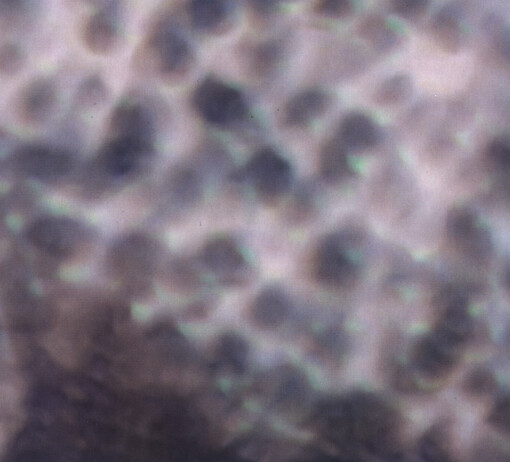 Ourselves, As We Are