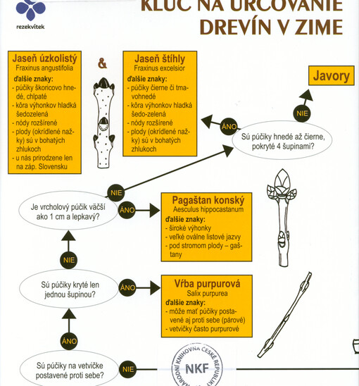 Kľúč na určovanie drevín v zime