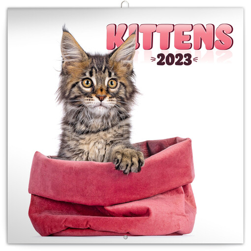 Kittens 2023 /