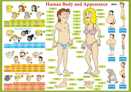 Karta - Human Body and Appearance - AJ