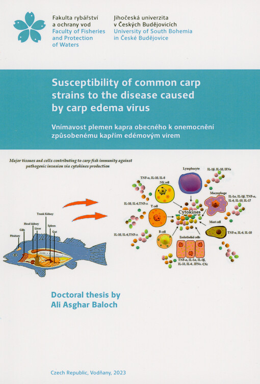Susceptibility of common carp strains to the disease caused by carp edema virus = Vnímavost plemen kapra obecného k onemocnění způsobenému kapřím edémovým virem