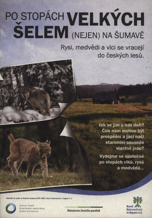 Po stopách velkých šelem (nejen) na Šumavě : rysi, medvědi a vlci se vracejí do českých lesů
