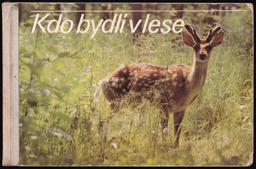 Kdo bydlí v lese