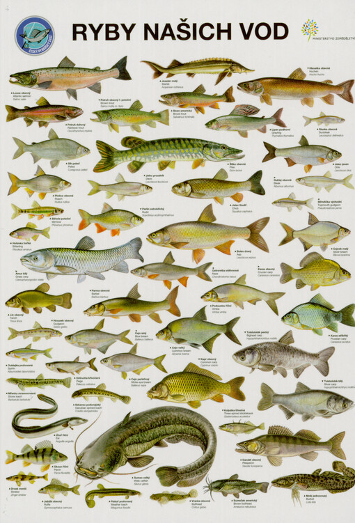Ryby našich vod