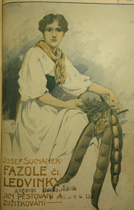 Fazole či ledvinky, jich pěstování v zahradě, pařeništi, skleníku, na poli i v oknech a zužitkování v domácnosti :S dodatkem o pěstování bobů zahradních : Prakt. návod pěstování ve velkém i malém, rychlení, ošetřování a nakládání fazolí v domácnosti