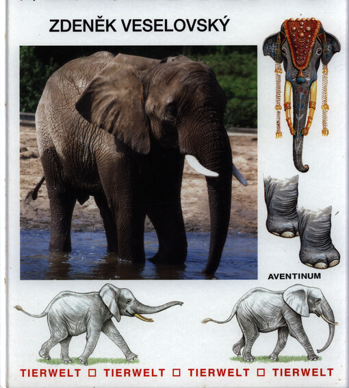 Der Elefant : Tierwelt