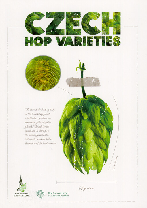 Czech hop varieties