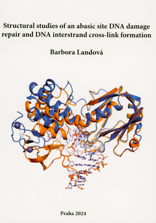 Structural studies of an abasic site DNA damage repair and DNA interstrand cross-link formation