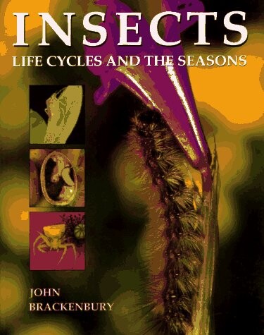 Insects : life cycles and the seasons